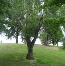 Mother's Tree above plaque